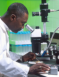 Scientist using a stereo microscope outfitted with a digital imaging pick-up and fibre-optic illumination Manusingmicroscope.jpg