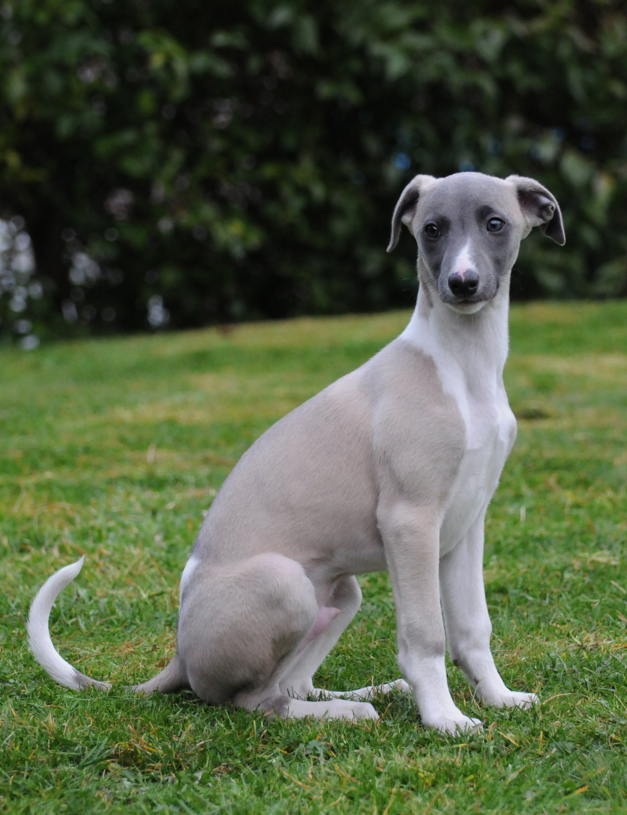 Image result for whippet puppy