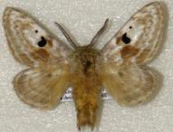 <i>Mirina christophi</i> Species of moth