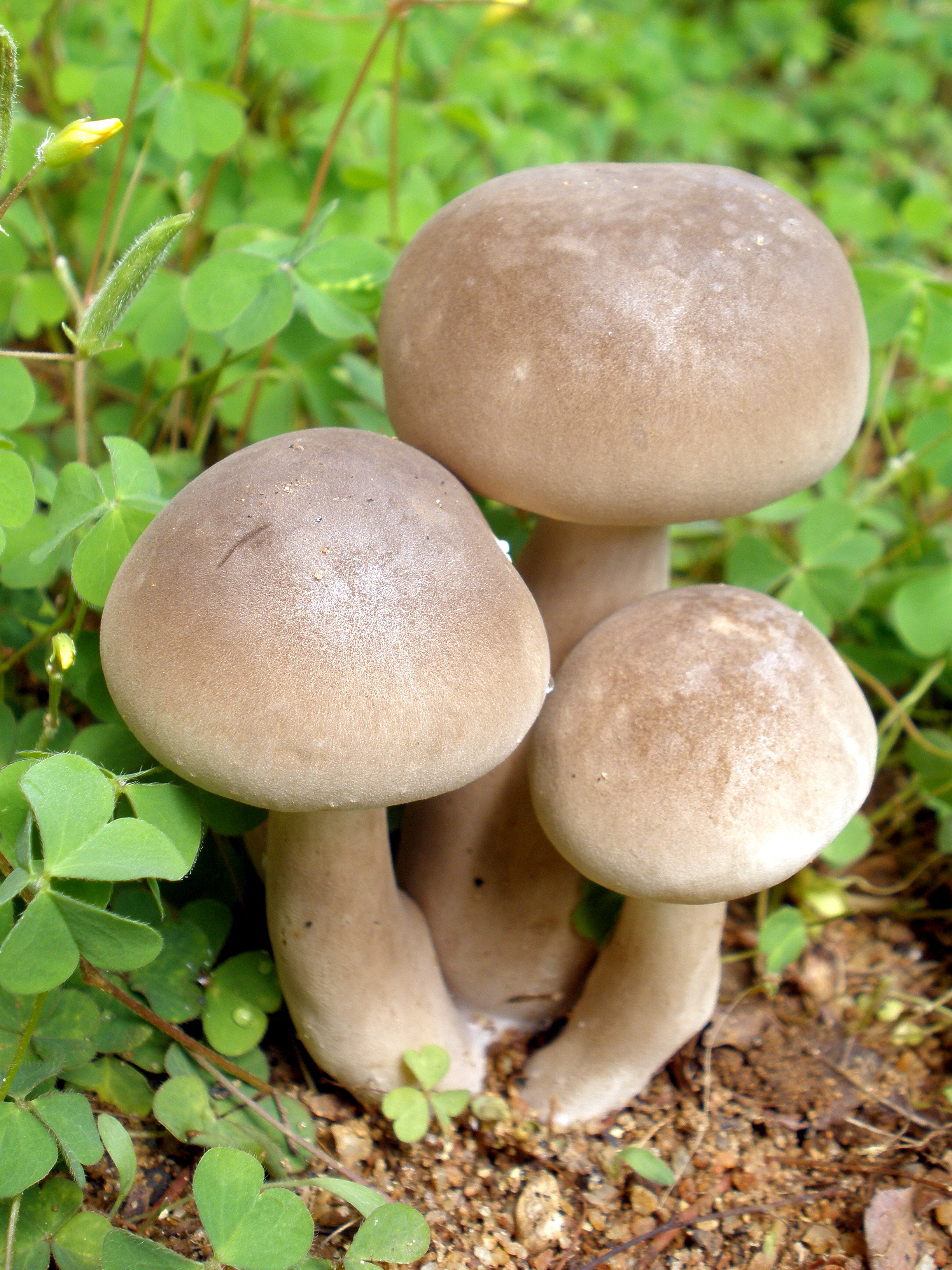 File:Mushroom - unidentified.jpg - Wikimedia Commons