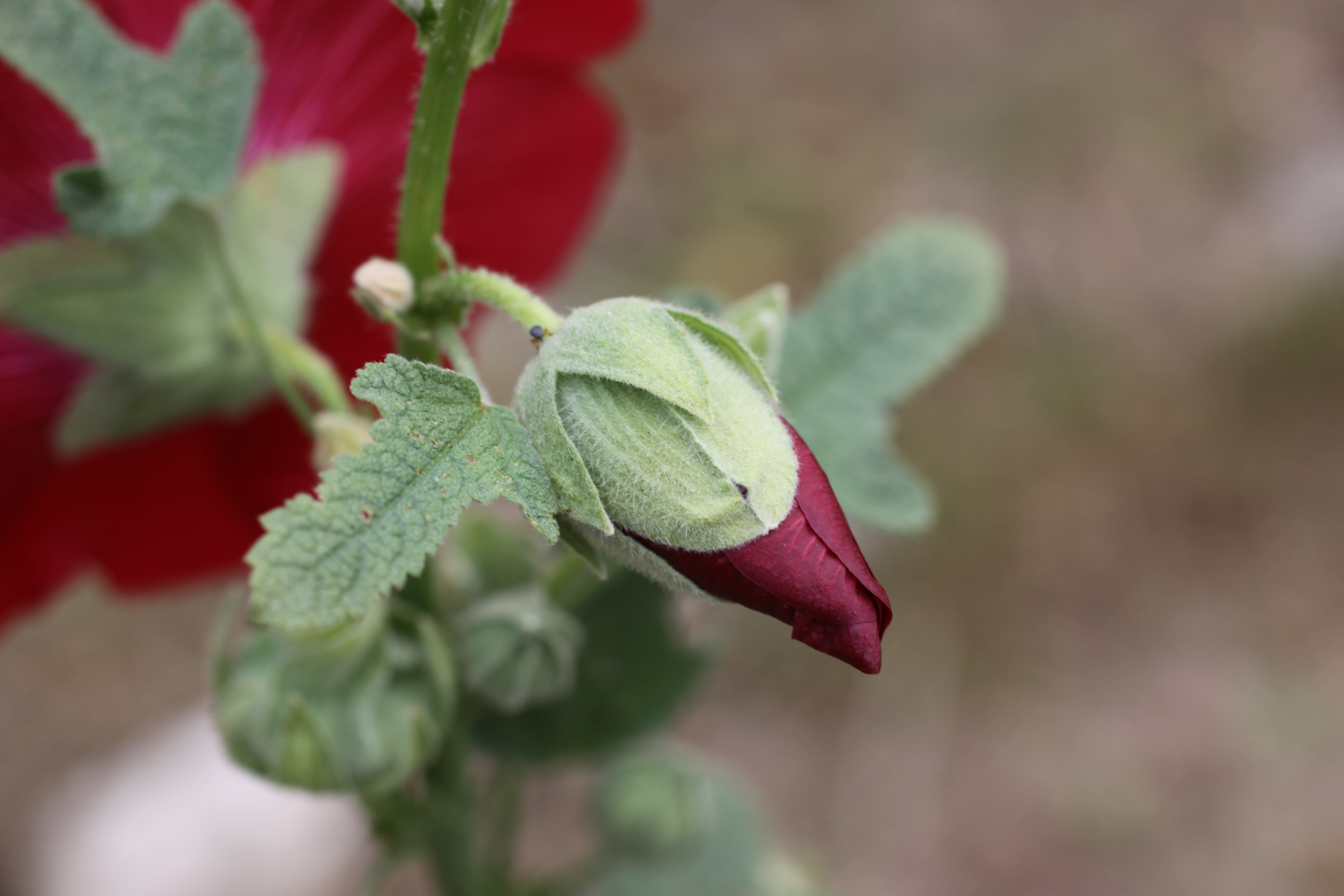 Beau Rosea Rouge Dalcea Malva Rose Ou Rose Trémière Avec