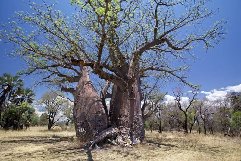 File:Namibia - Baobab Tree 03.jpg