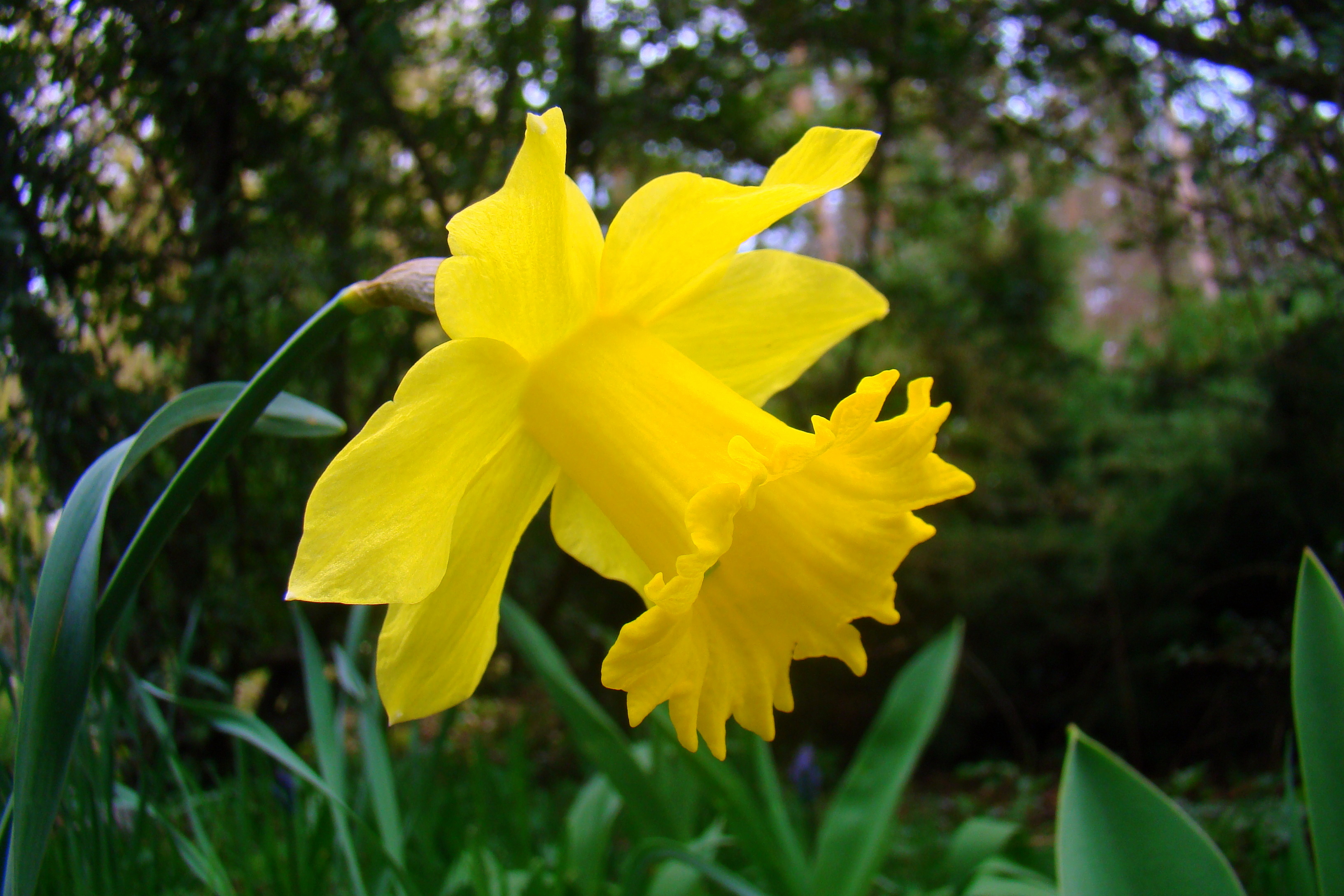 Sementes Narciso Selvagem Amarelo Narcissus Flor P/ Mudas 