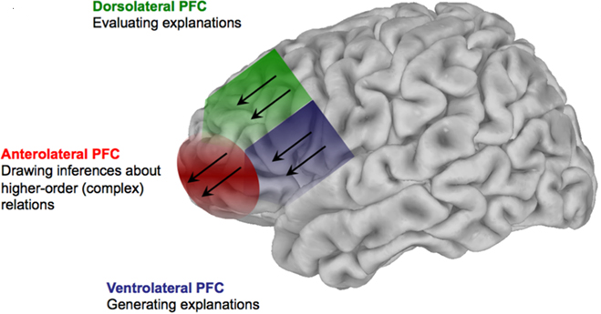 Neural architecture of explanatory inference - cropped