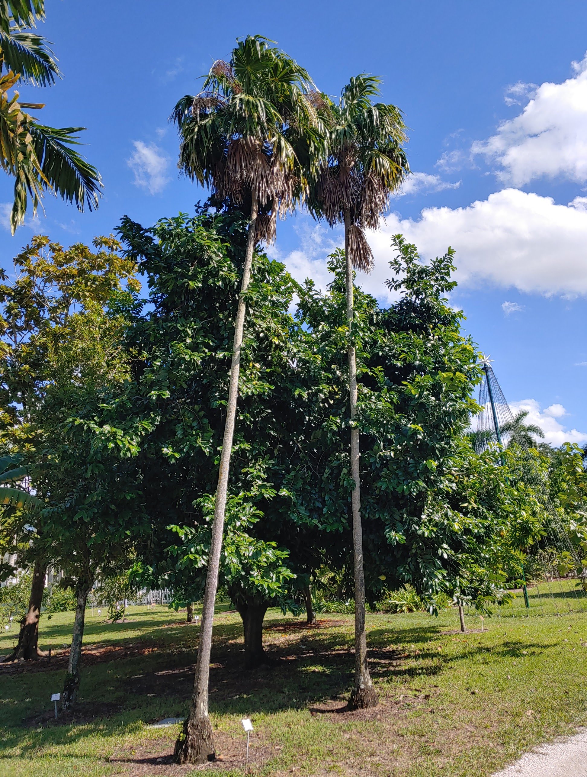 Ravenala madagascariensis - Wikispecies