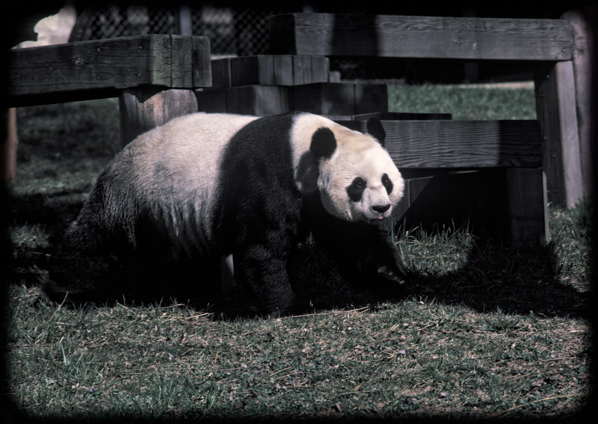 Панда линг
