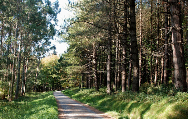 Path, Tollymore forest park (1) - geograph.org.uk - 1539979