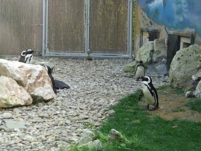 File:Pingvinek a szegedi Vadasparkban - Penguins in Szeged Zoo - panoramio (1).jpg