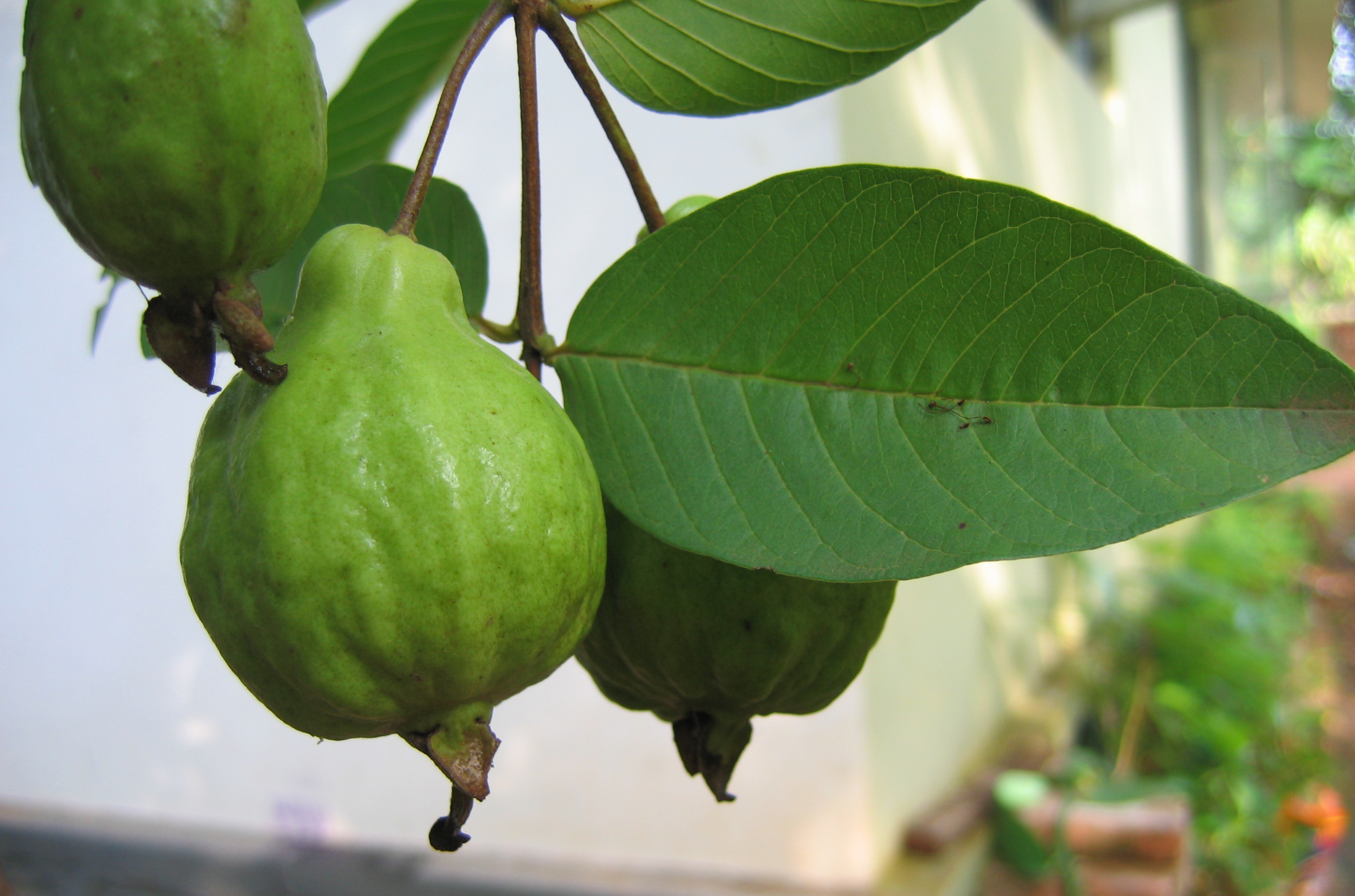 Гуайява. Псидиум гуава. Psidium guajava (гуава, псидиум). Гуайава, гуава (Psidium guajava) дерево. Гуайява обыкновенная.