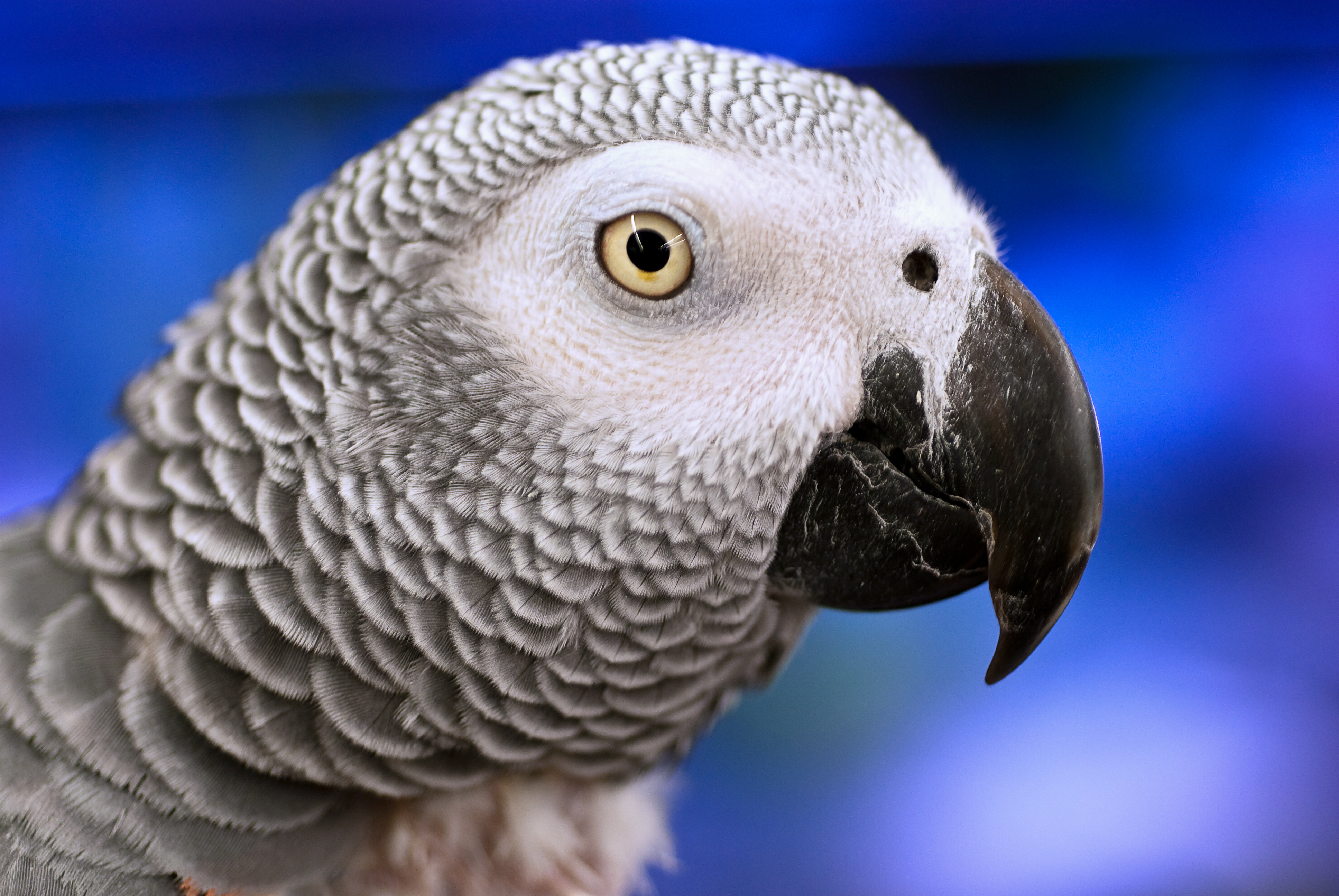 Psittacus_erithacus_%28Nice_parrot%29.jp