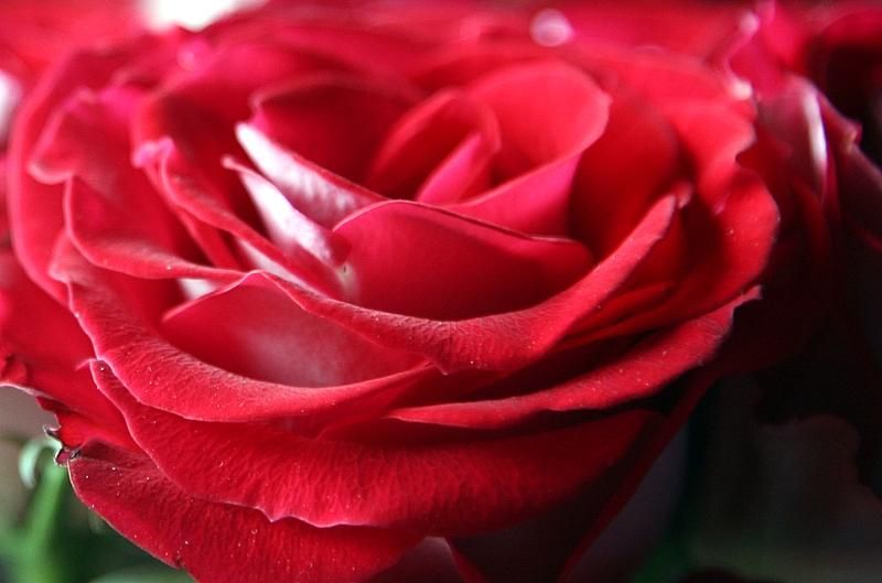 File:Red Rose Petals (4386388455).jpg - Wikimedia Commons