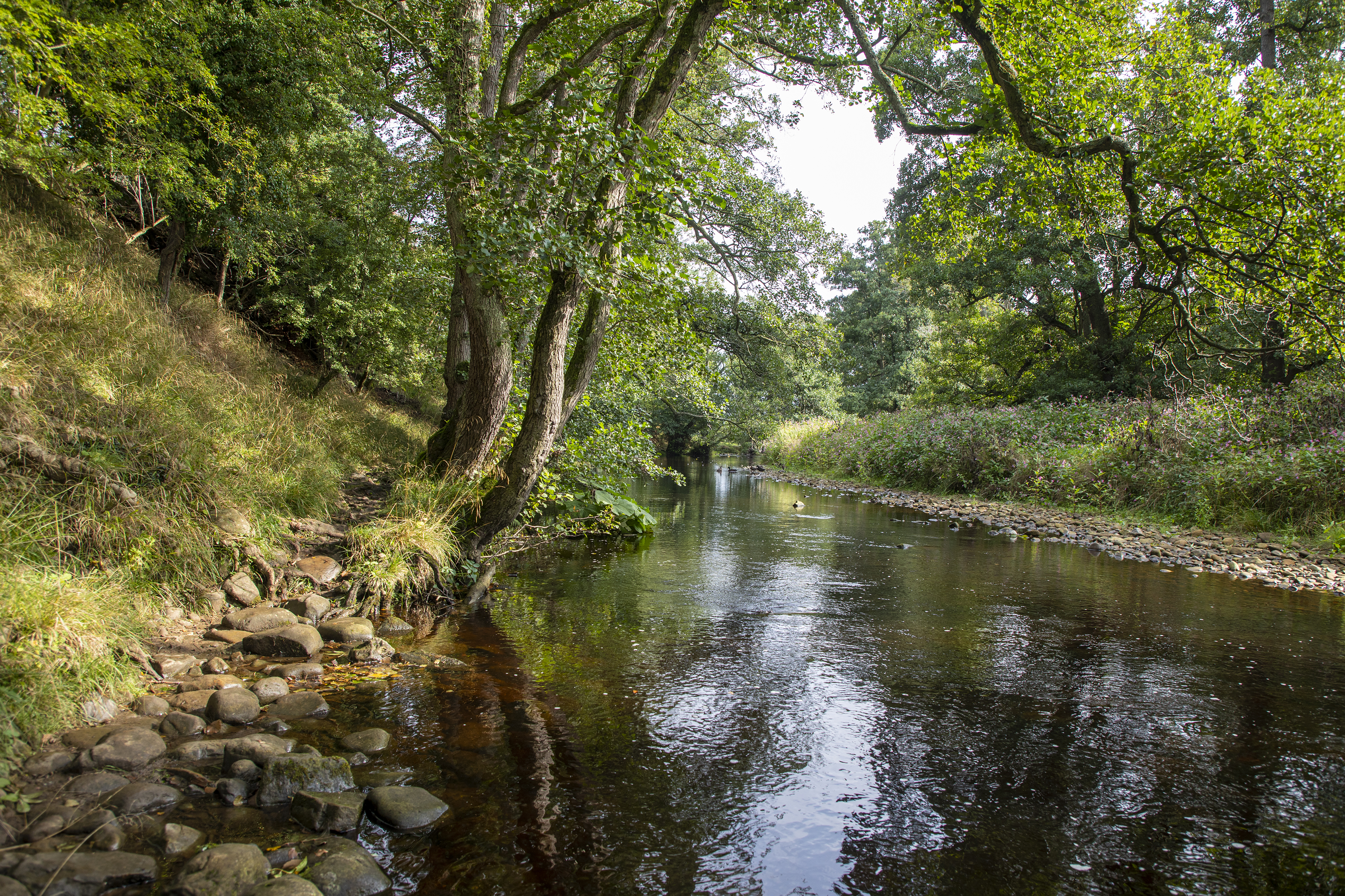 River Ure, North Yorkshire: Salmon, Trout & Grayling Fishing