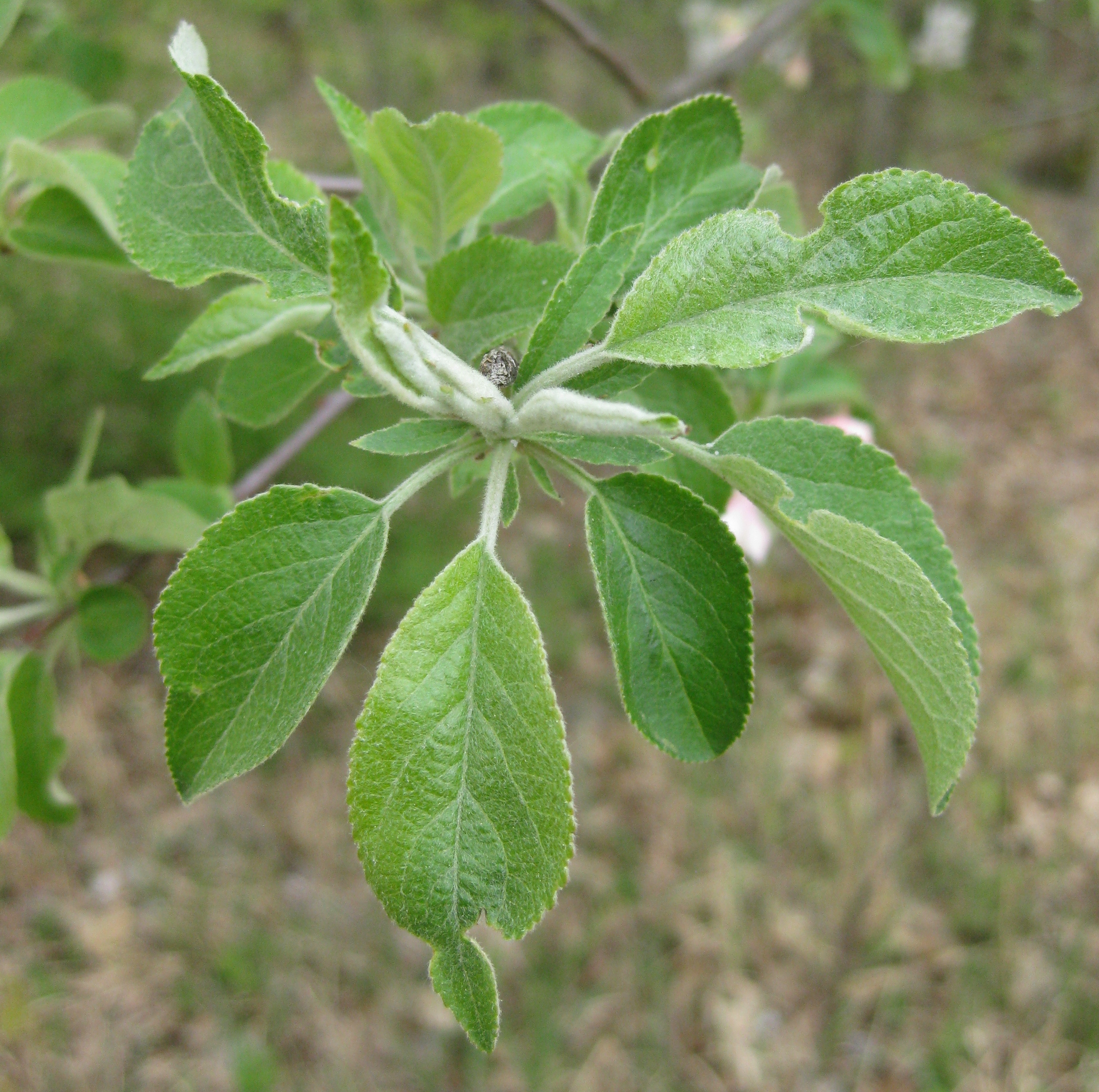 File:Ruhland, Ortrander Str. bei Hausnr. 13e, Apfelbaum am Waldrand,  Blätter am Zweig, Frühling, 01.jpg - Wikimedia Commons