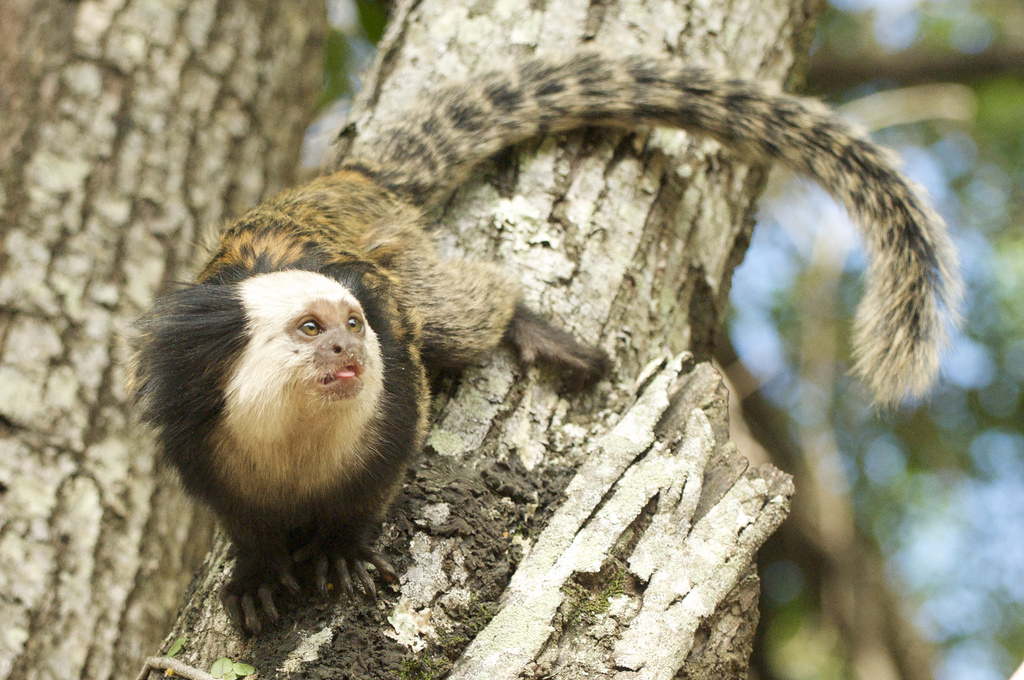 Sagui de tufo branco callithrix jacchus pequeno macaco que habita as  florestas brasileiras