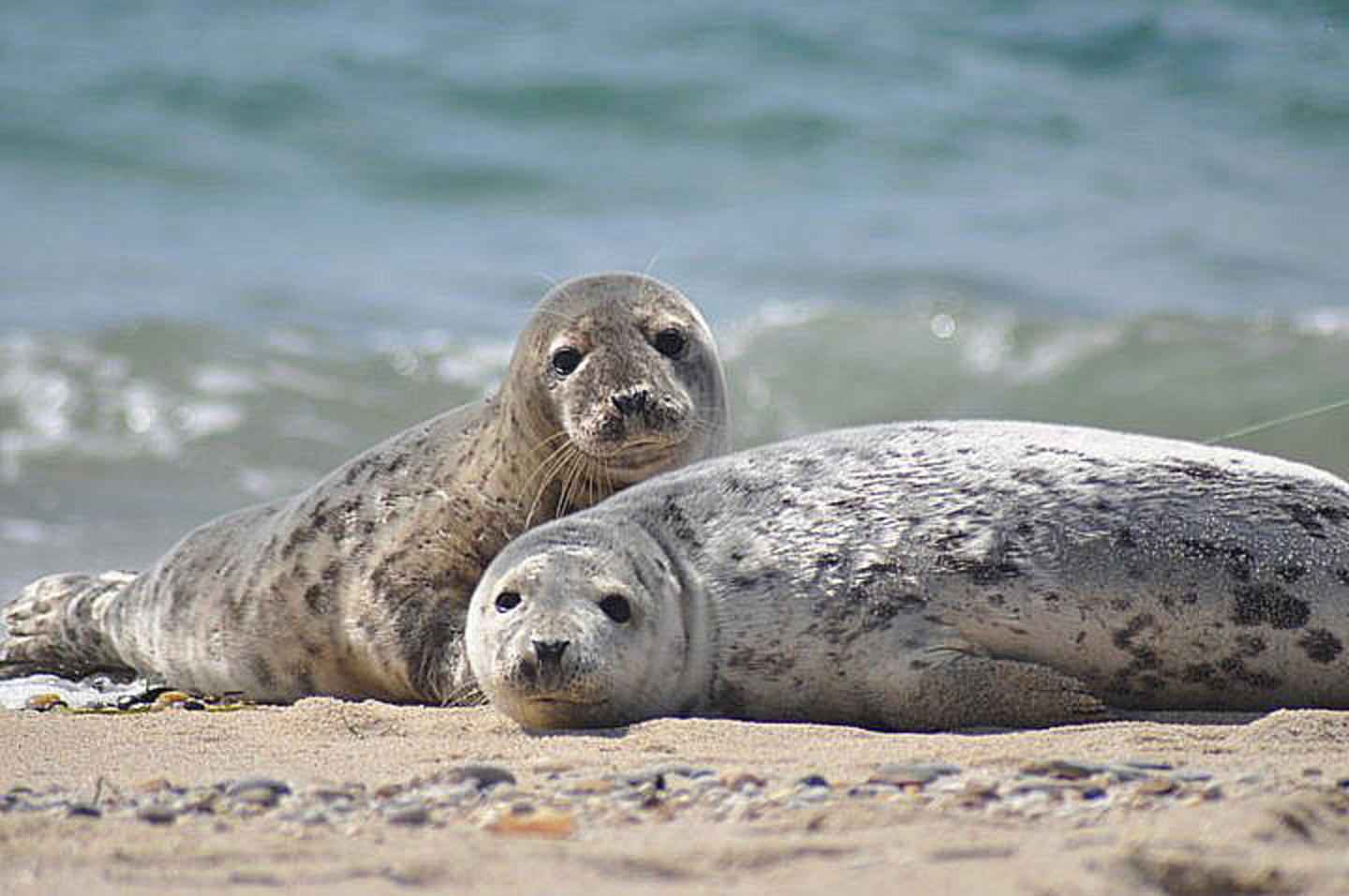 File:Seals pair male and  - Wikimedia Commons