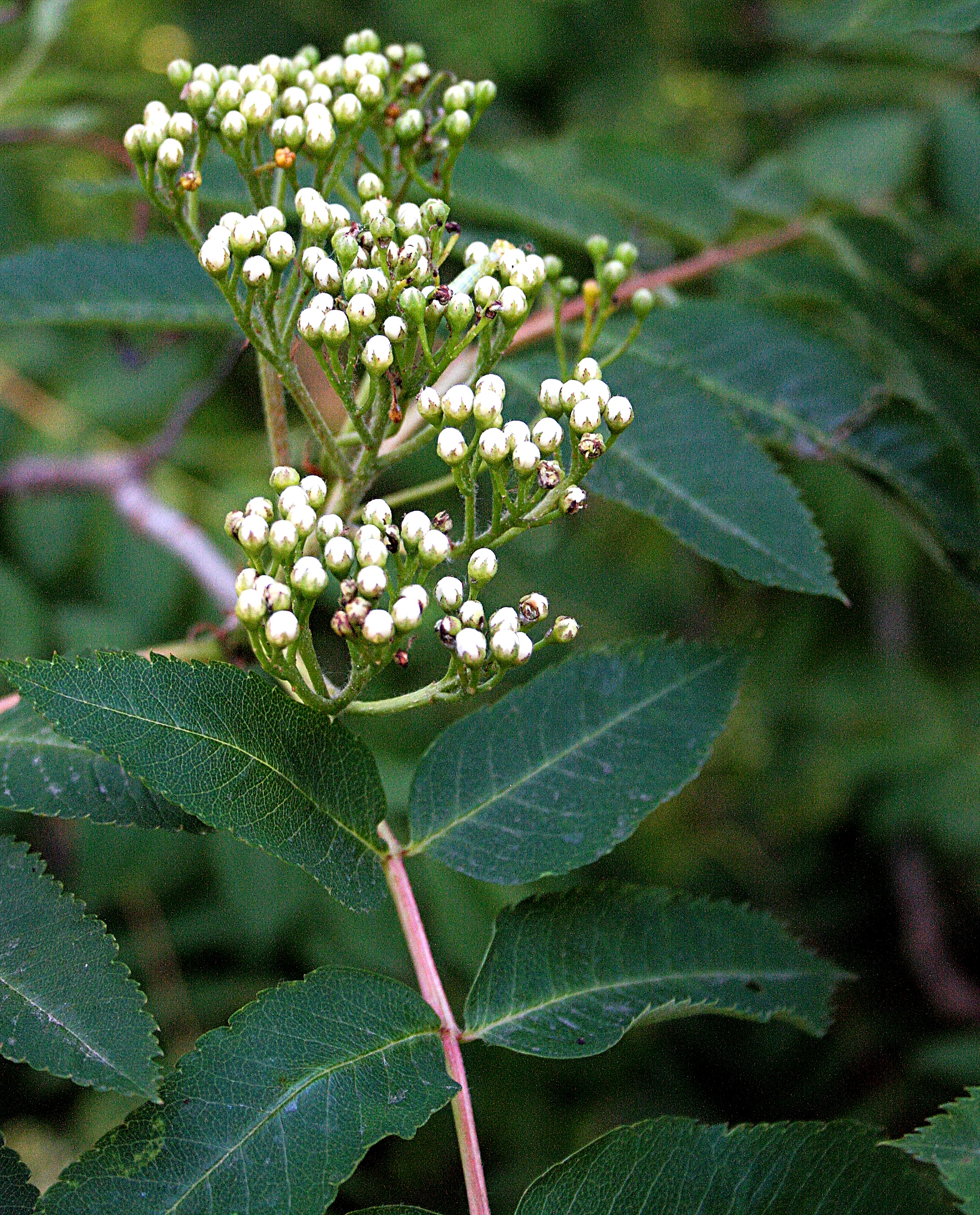 Рябина красивая Sorbus decora