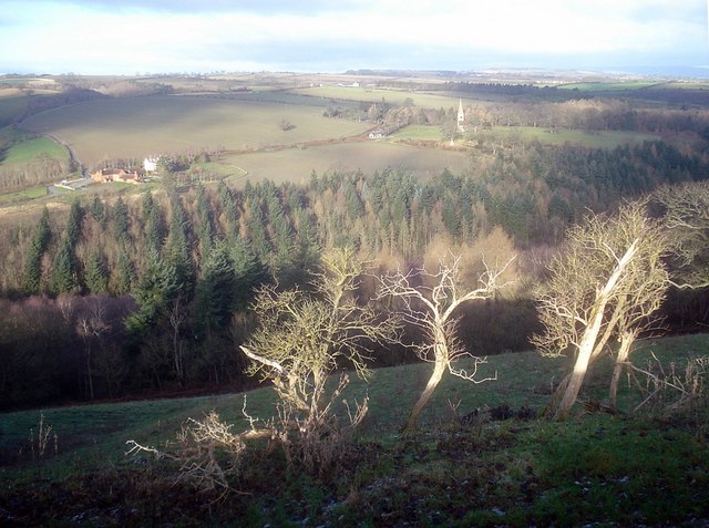 Skeleton trees above the Teme Gorge - geograph.org.uk - 1293620