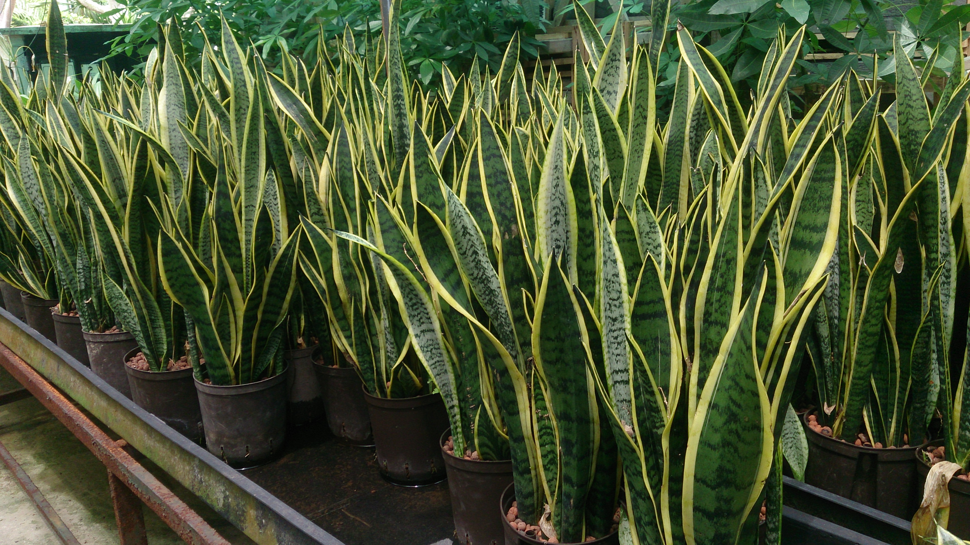 A nursery display of dozens of snake plants in pots and containers with its large high leave