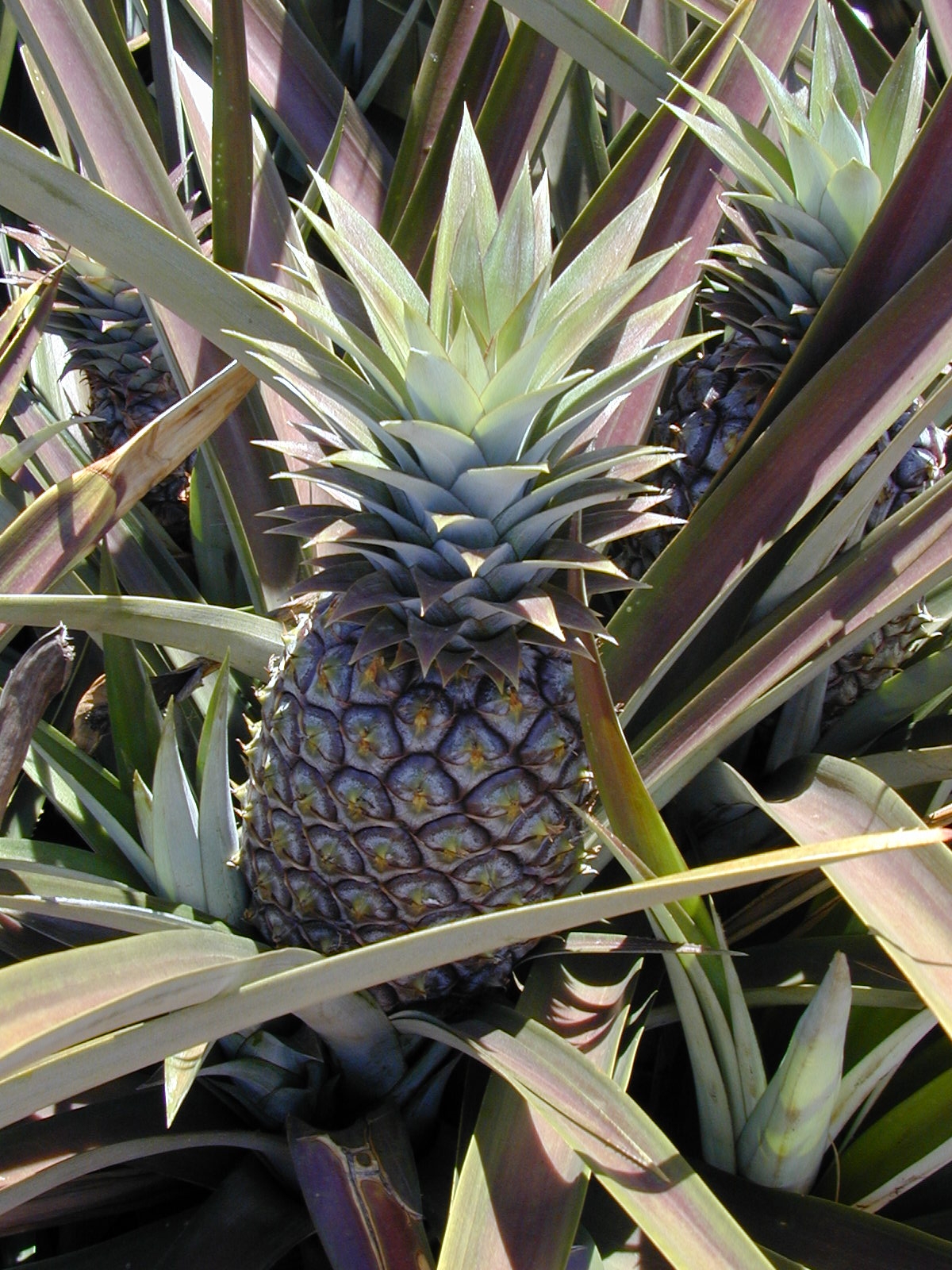 Odkud se dováží ananas?