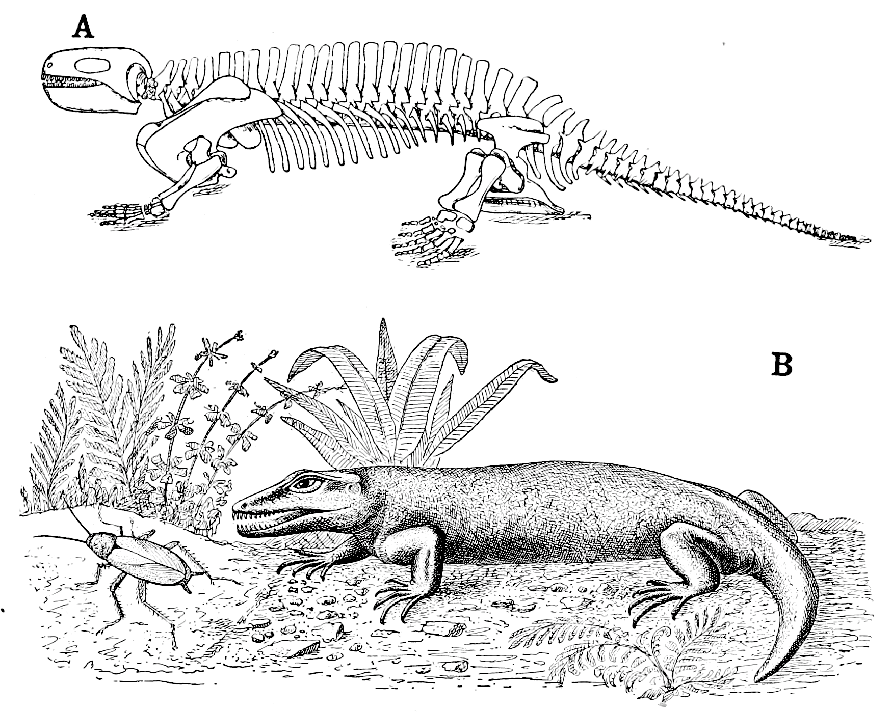 The Osteology of the Reptiles-086 uhygtfyuhgtf hv7gh ijuhg dfgdfgdfg -  PICRYL - Public Domain Media Search Engine Public Domain Search