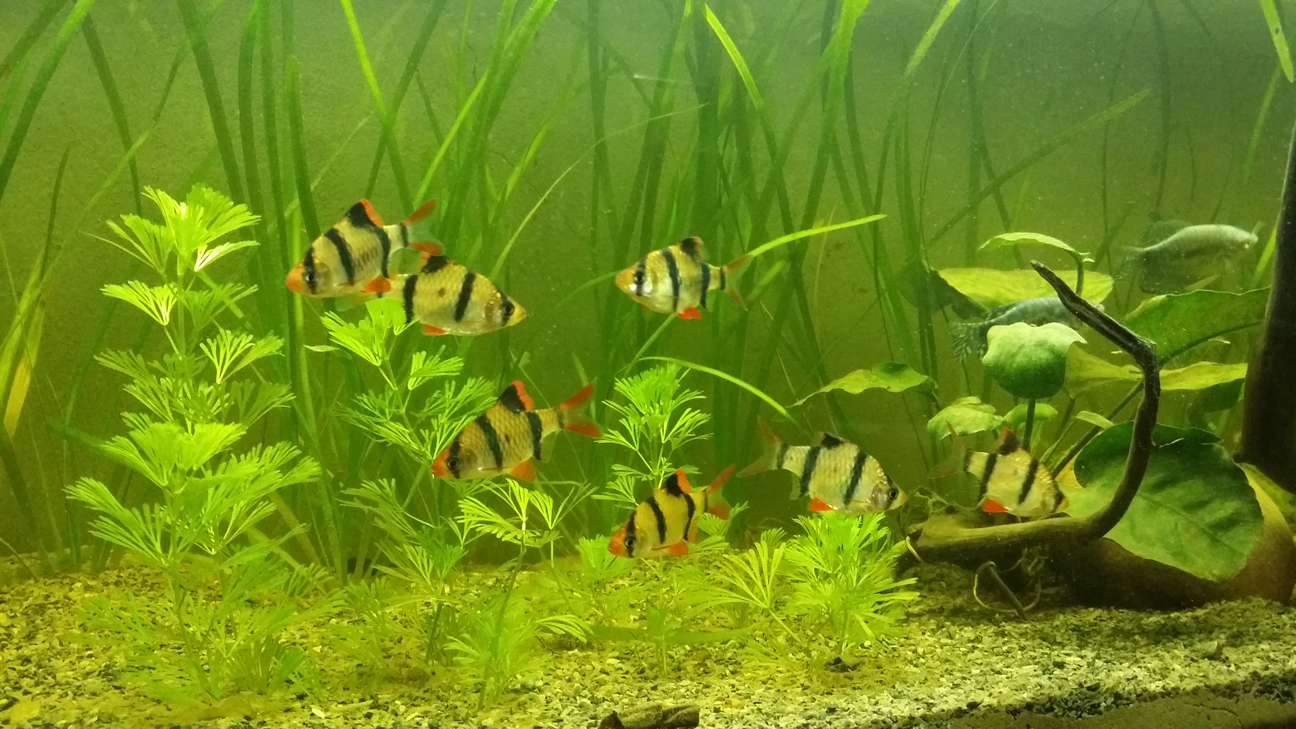 tiger barb fish aquarium