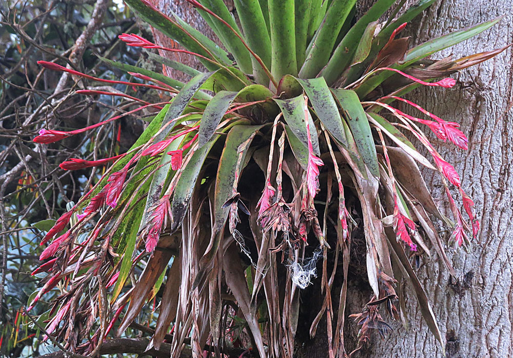 TÌNH YÊU CÂY CỎ ĐV 14  - Page 36 Tillandsia_complanata_(14112628608)