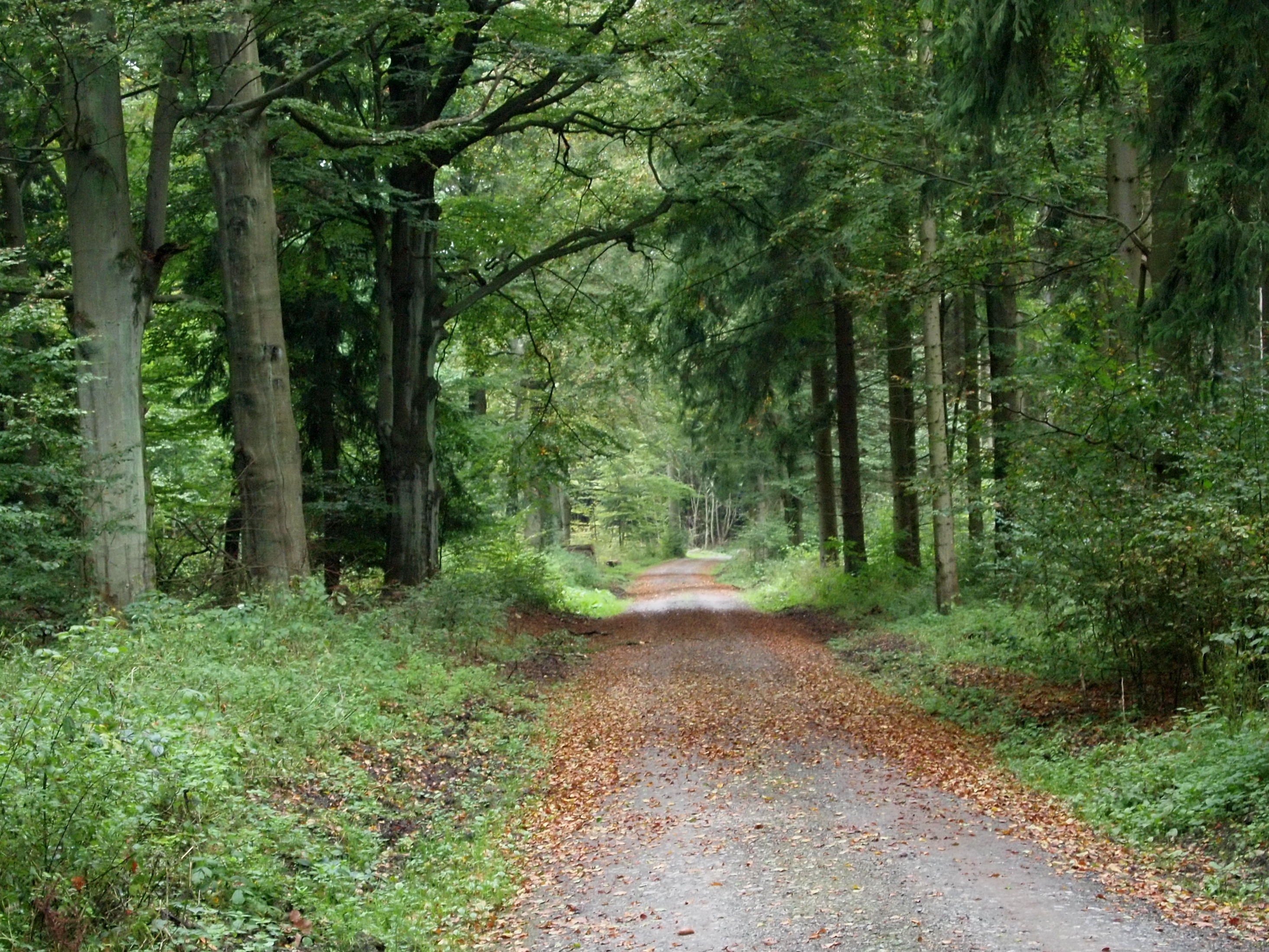 Northland wald. Ламинат смешанный лес дикий. Abraham Wald.