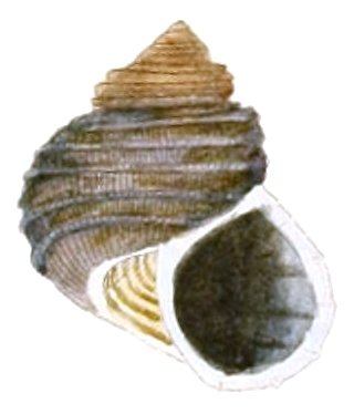 Drawing of apertural view of the shell of land snail Tropidophora michaudi, that is endemic to Mauritius. Tropidophora michaudi shell.jpg