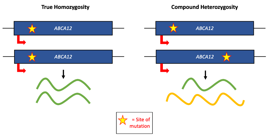 homozygous vs heterozygous