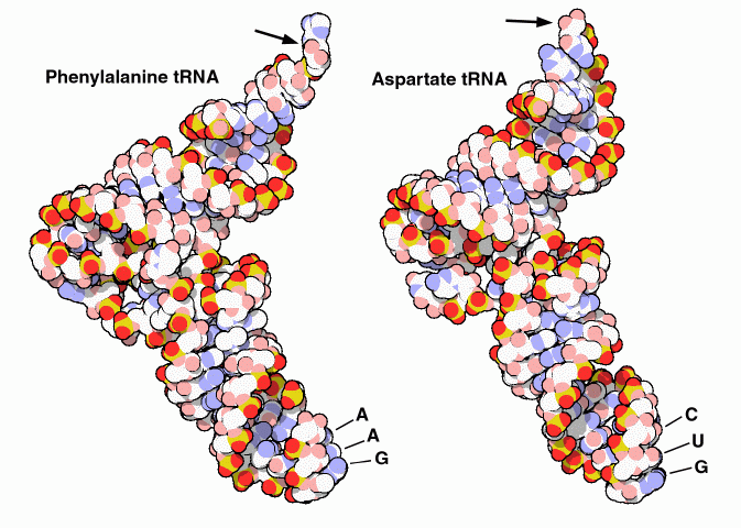 File:Two-trna-figure.gif