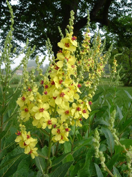 File:Verbascum chaixii 'Sixten Candles' 4.JPG