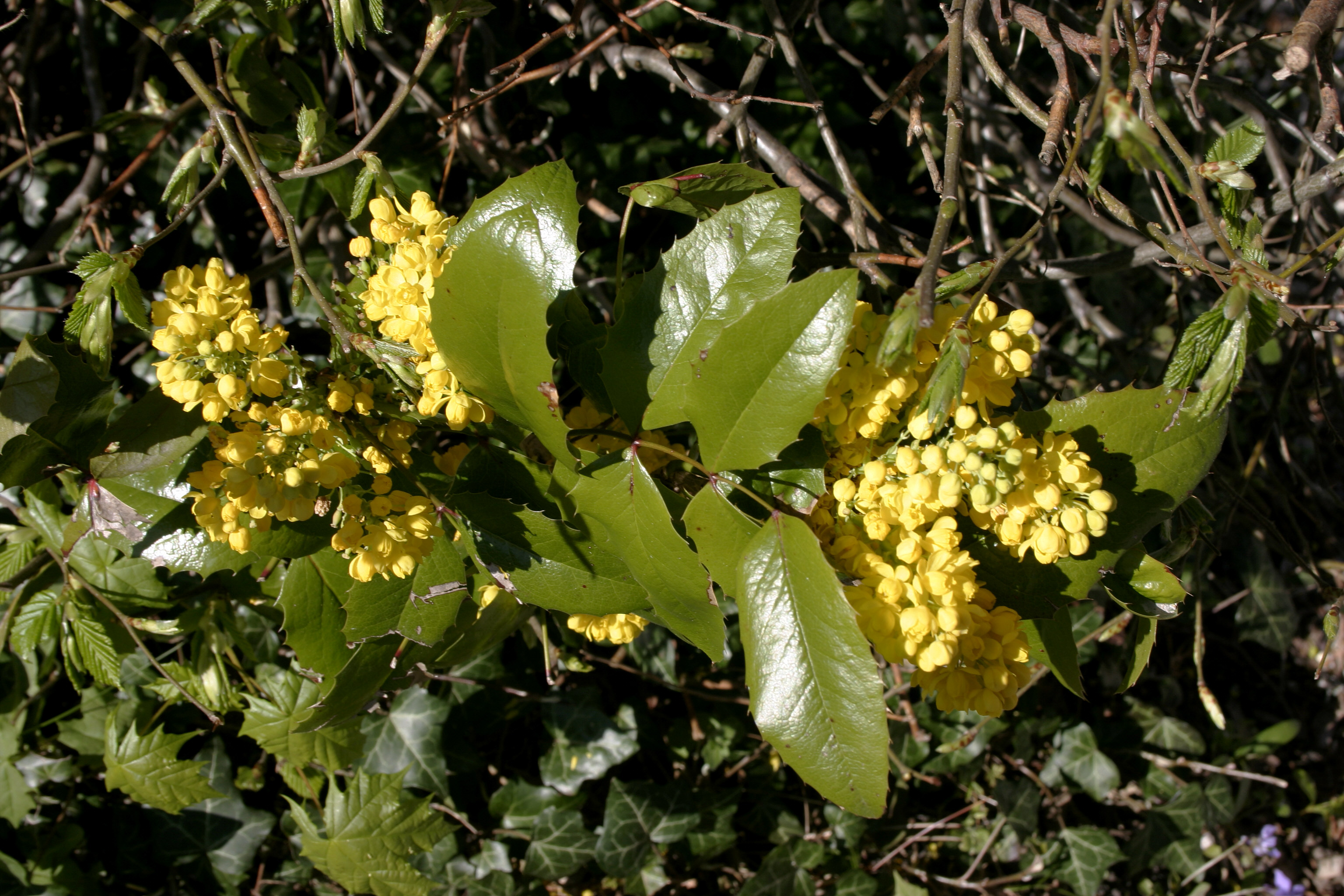 File Mahonia