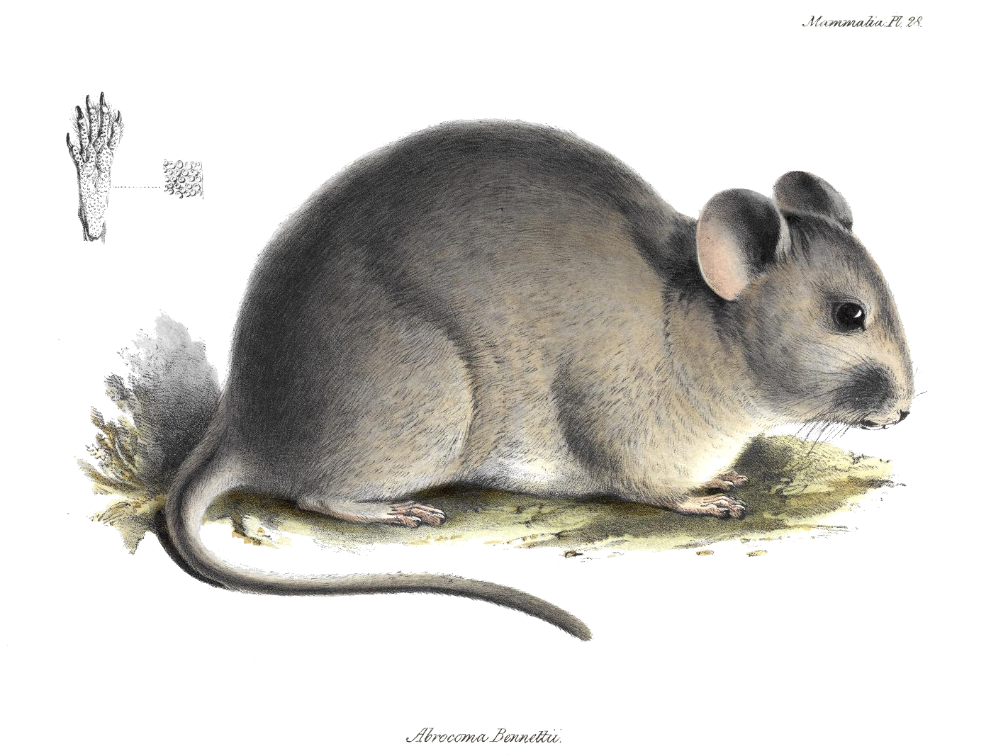 Chinchilla rat - Wikipedia