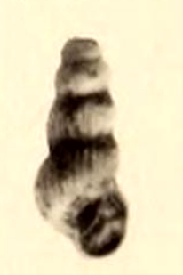 <i>Aclis dialytospira</i> Species of gastropod