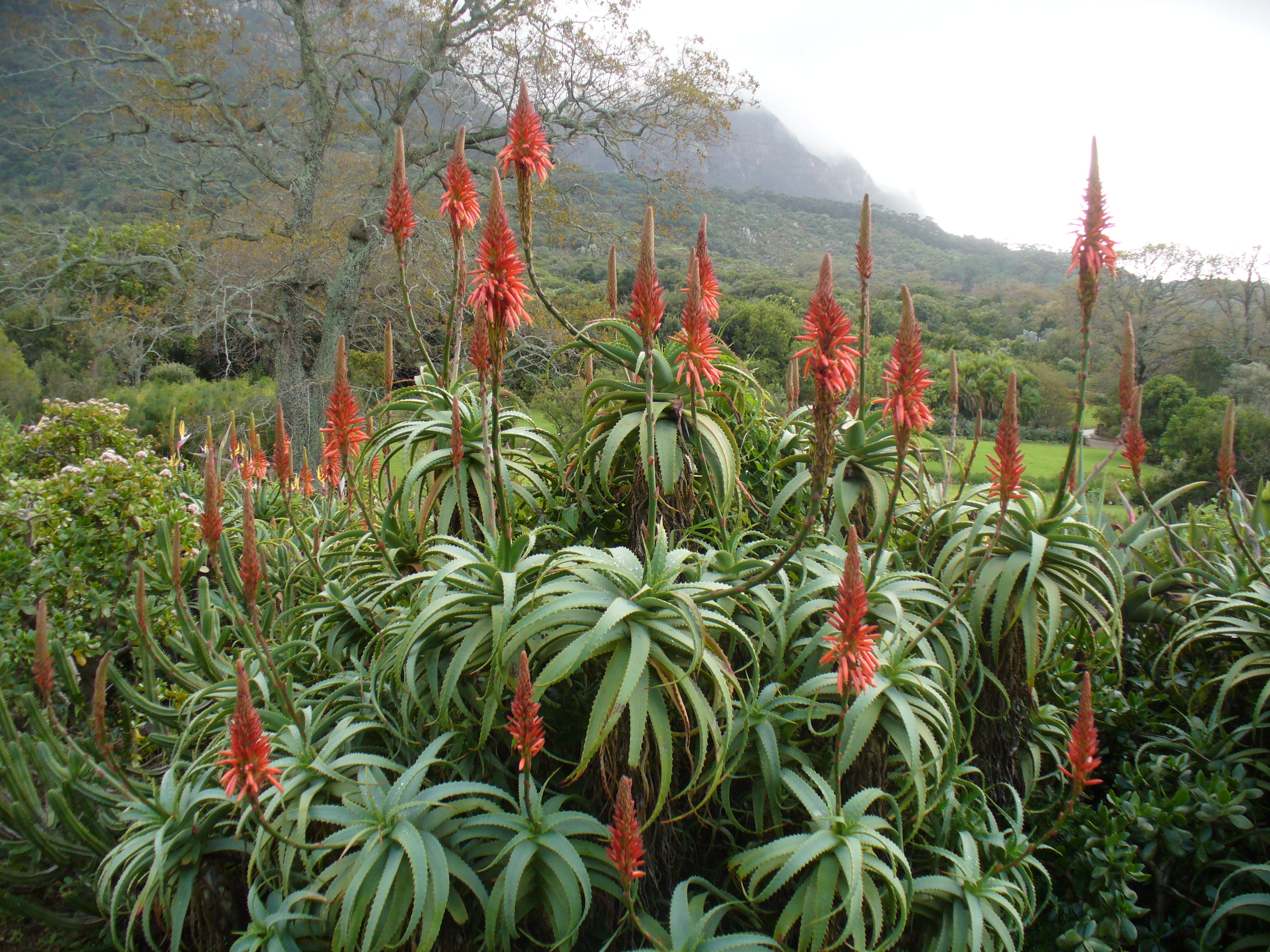 Aloe Arborescens Wikipedia