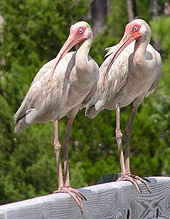 American white ibis2 cropped.jpg