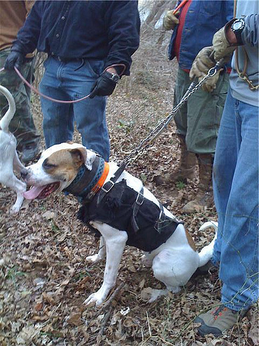 File:Amerikansk bulldog blockybulldogs hunt.jpg