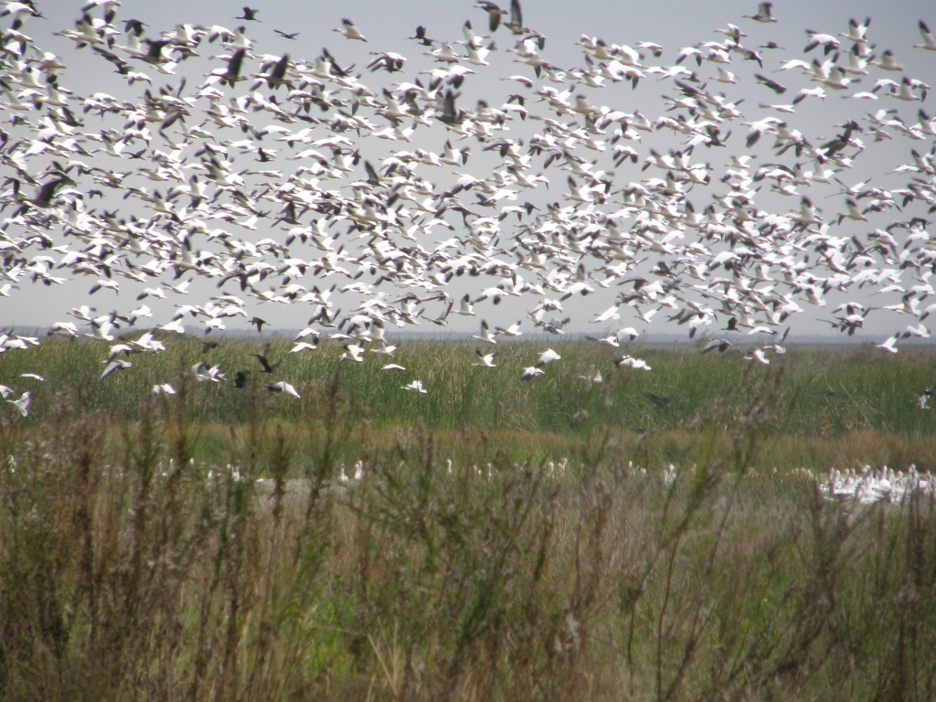 Anahuac nwr duck hunting