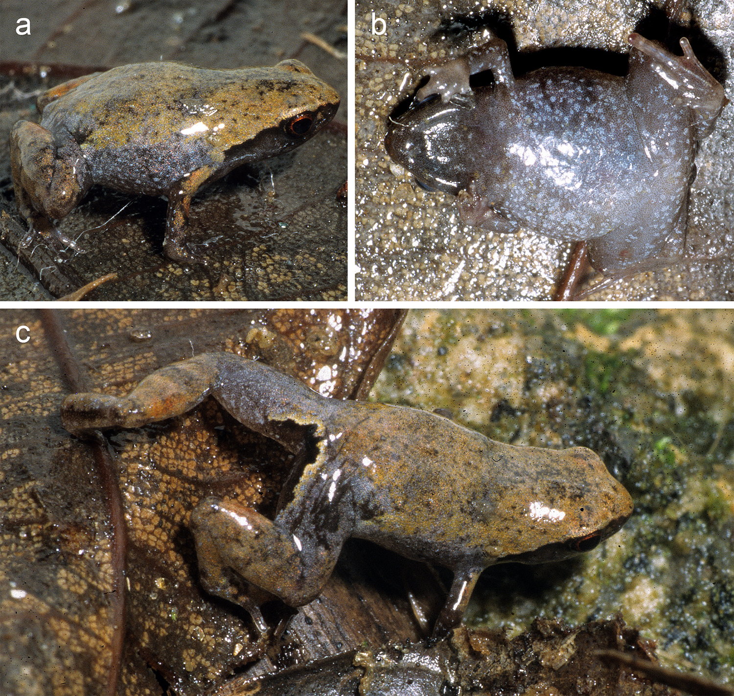 Meet the mini frogs of Madagascar – the new species we've discovered