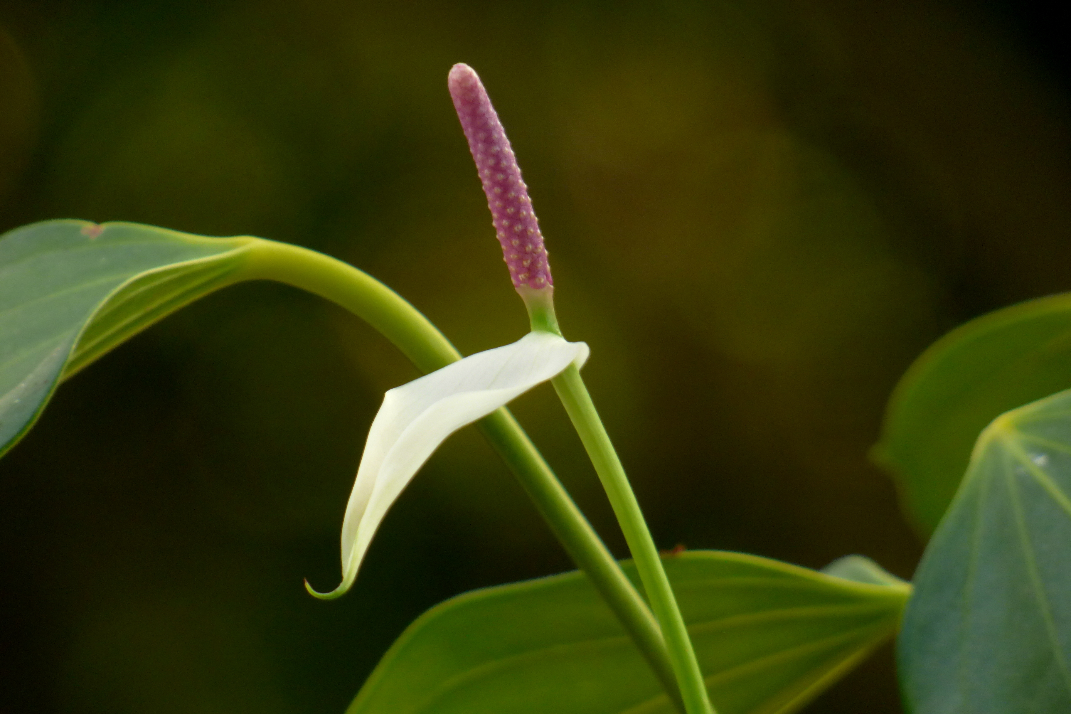 Антуриум вейча. Антуриум пятилопастной. Anthurium nymphaeifolium. Антуриум тайский SP. Антуриум белый с зелеными ушками.