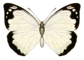 APPIAS PAULINA SAINA unmounted butterfly 