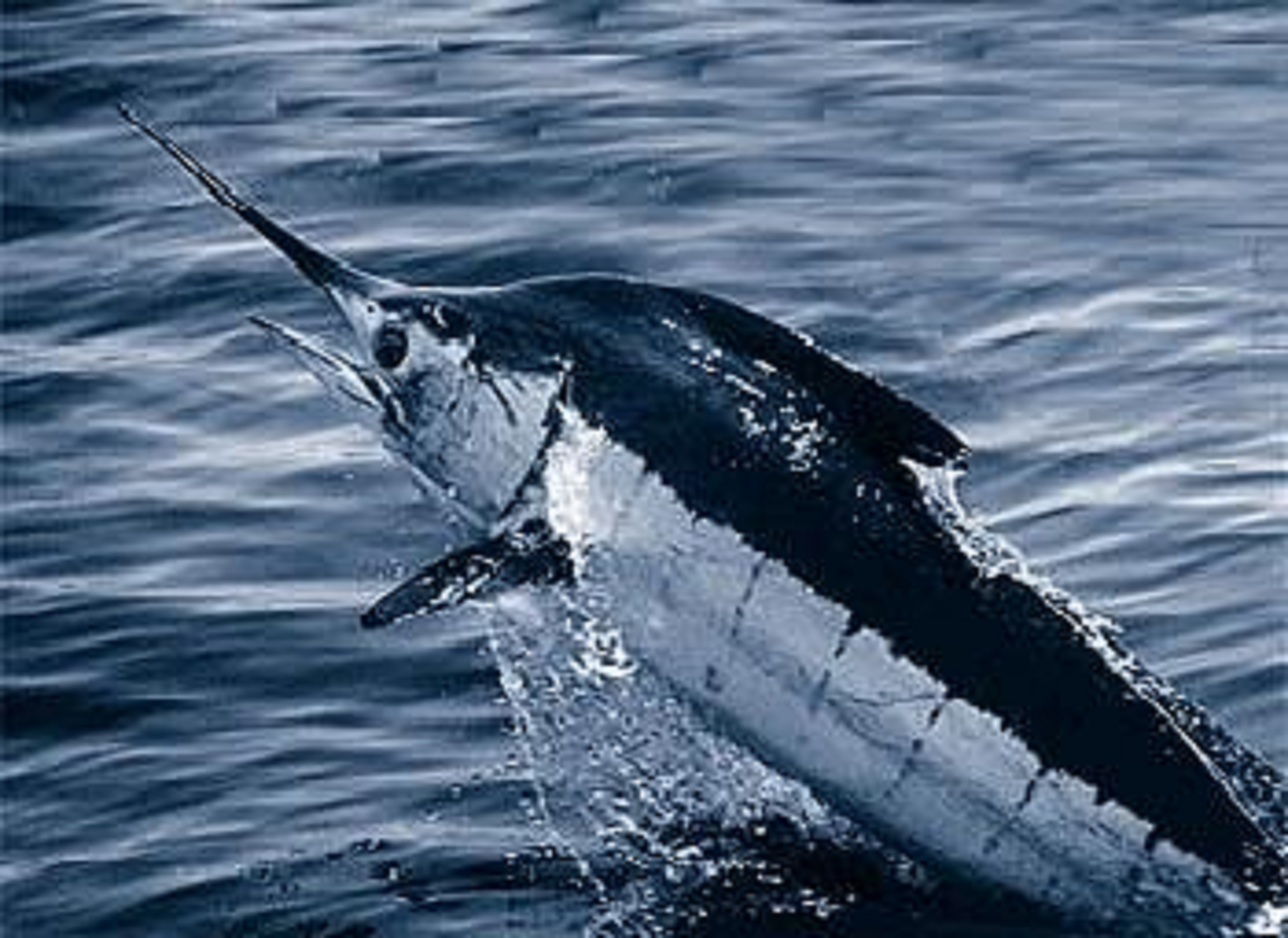 a marlin