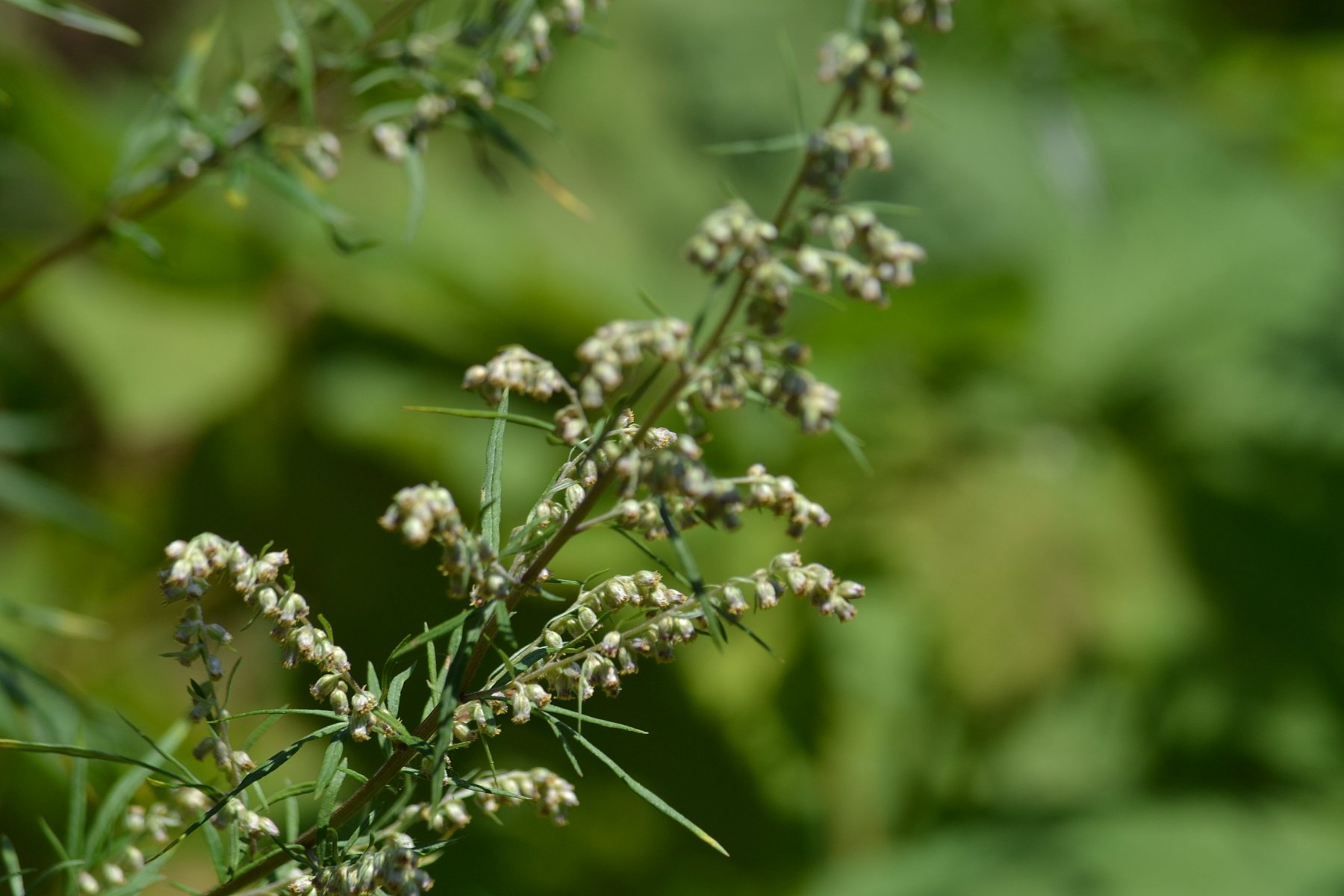 Полынь обыкновенная. Рис. 87. 1. Artemisia vulgaris l..