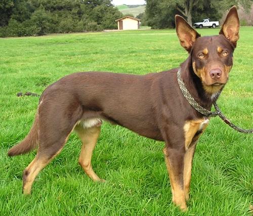 File:Australien Kelpie 2.jpg