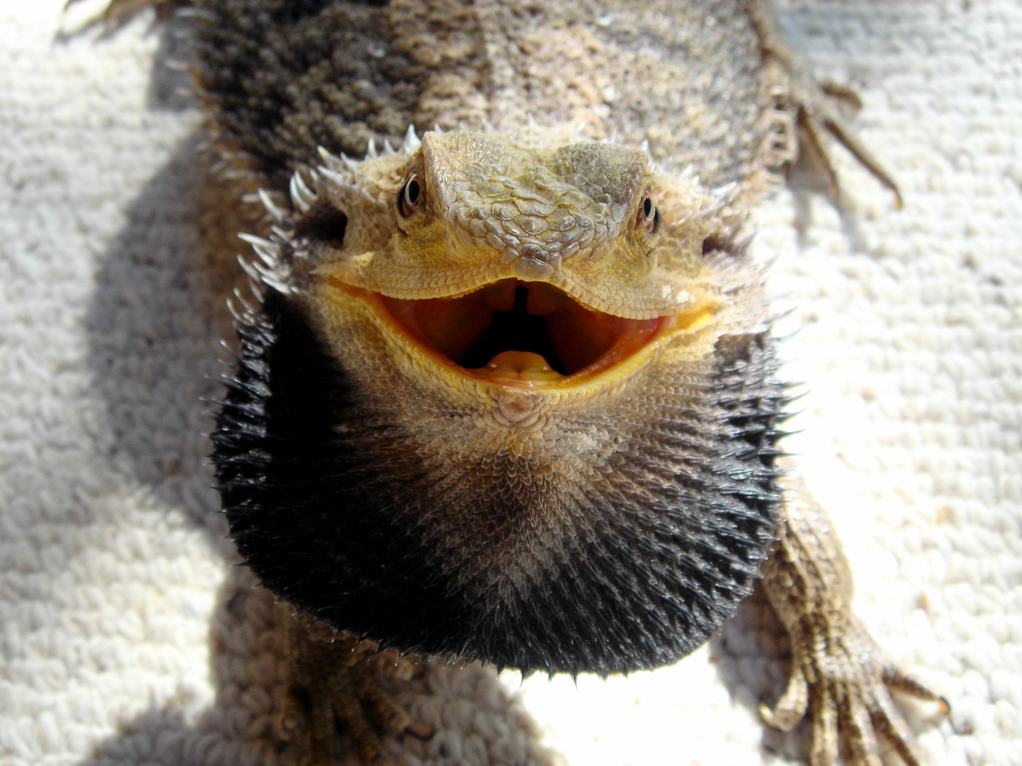 Bearded Dragon showing beard.jpg. d:Special:EntityPage/Q125191. d:Special:E...