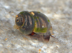 <i>Belgrandiella mimula</i> species of mollusc