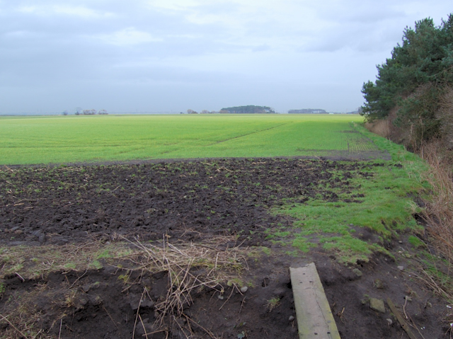 File:Beside Riding's Moss Wood - geograph.org.uk - 703833.jpg