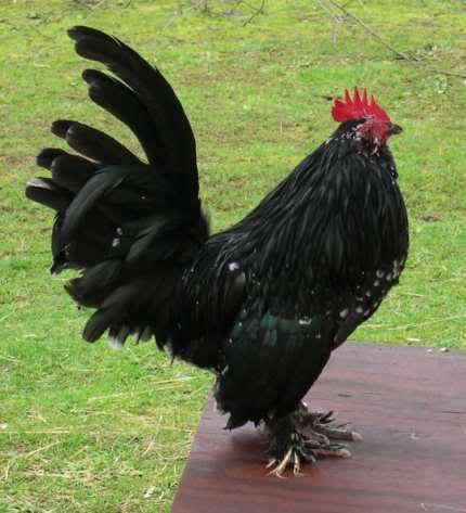 File:Black Mottled Belgian d'Uccle Bantam.jpg