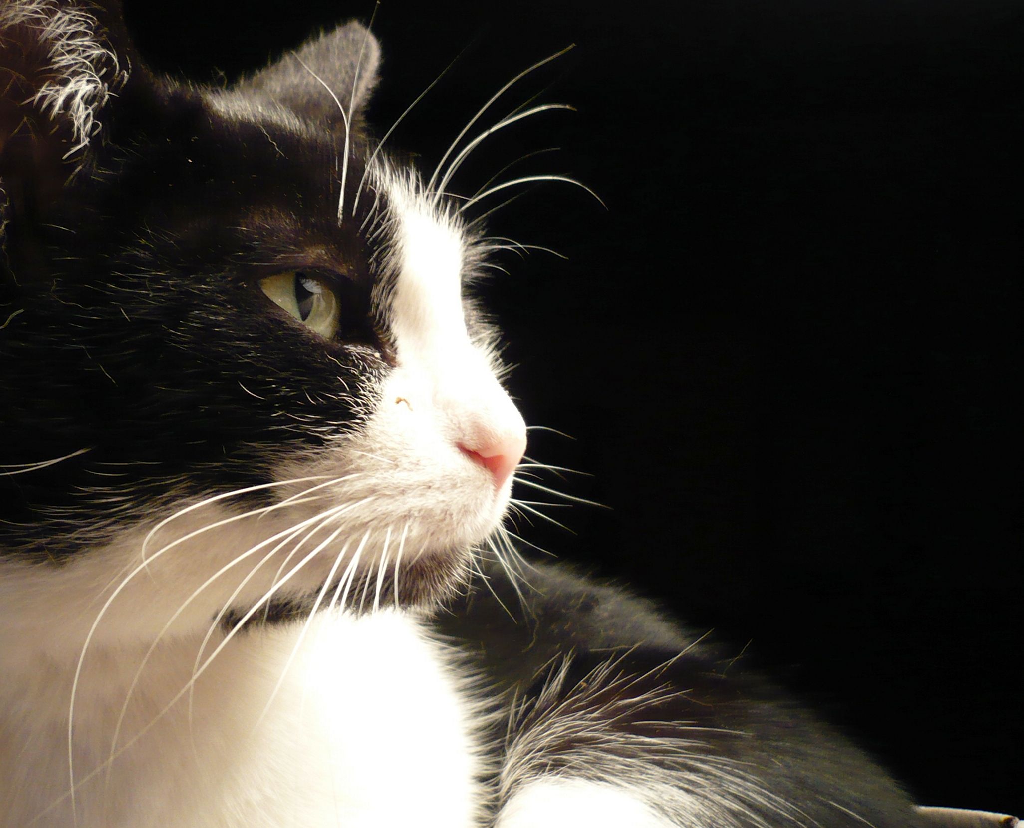 Black_and_white_cat_named_Leafy-zenera-03.jpg