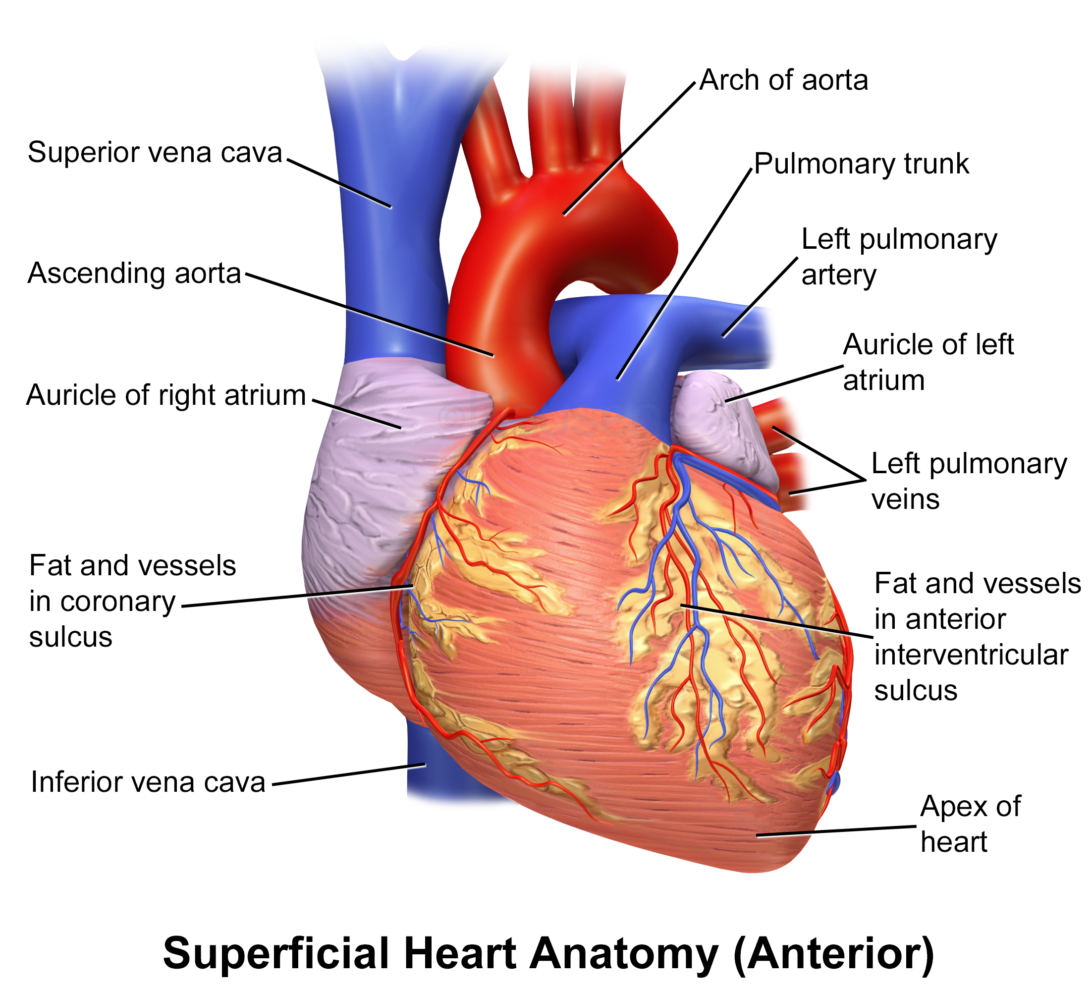 heart anatomy posterior